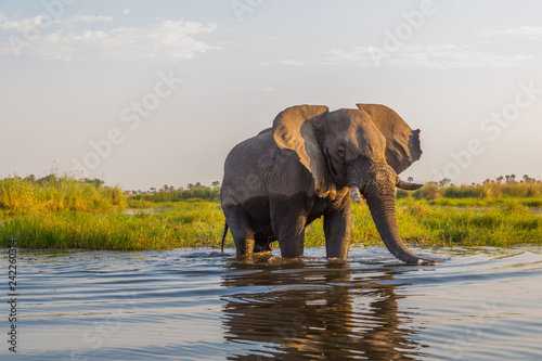 front view portrait natural african elephant (loxodonta africana) standing in water