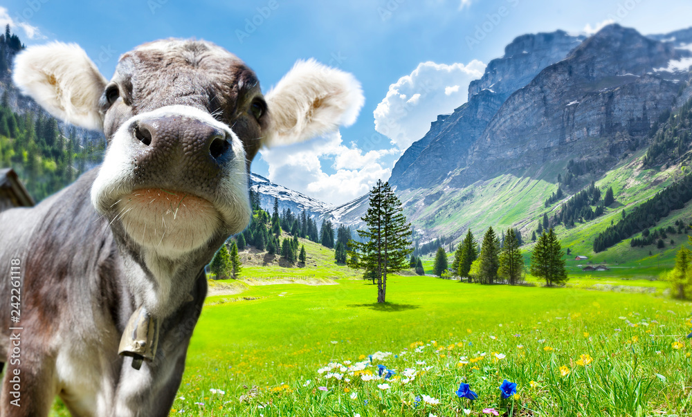 Wunschmotiv: Kuh in den Alpen #242261118