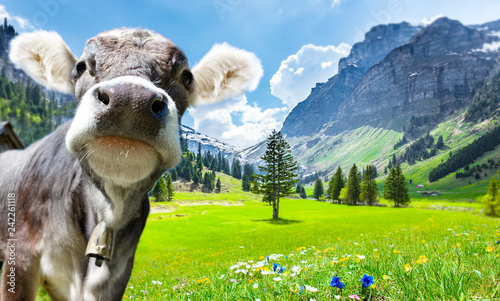 Kuh in den Alpen photo