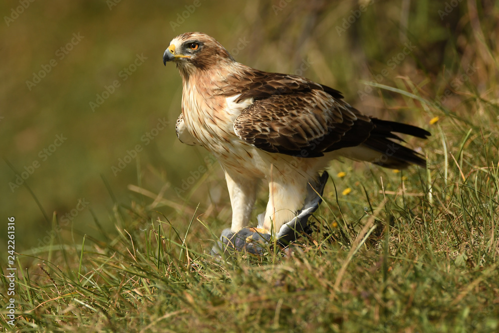 Fototapeta premium Aguila calzada con una presa