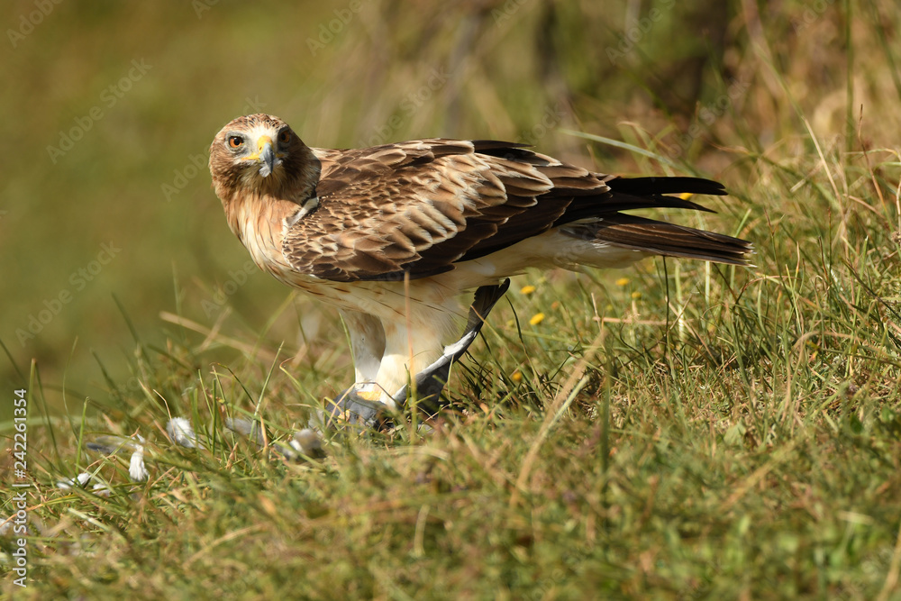 Aguila calzada en el campo Aguila calzada en el campo