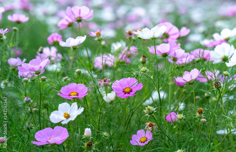 Cosmos bipinnatus flowers shine in the flower garden with colorful shimmering bonsai and beautiful. This flower is like stars sparkling in the sky