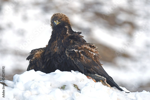 aguila real hembra adulta