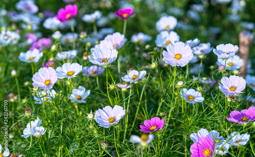 Cosmos bipinnatus flowers shine in the flower garden with colorful shimmering bonsai and beautiful. This flower is like stars sparkling in the sky
