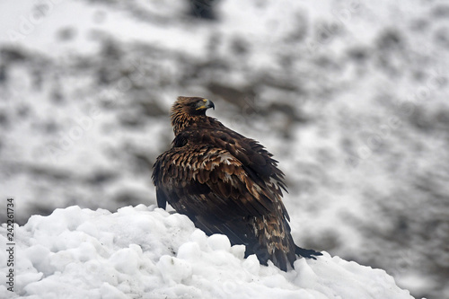 Hembra de aguila real en la nieve