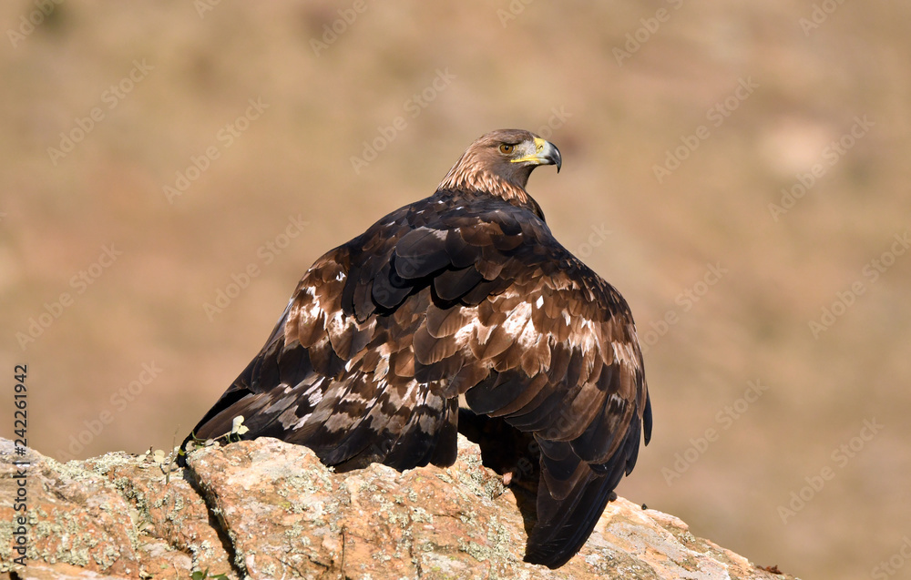 Fototapeta premium Aguila real en vuelo