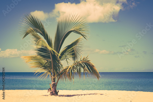 Palm tree on the beach.
