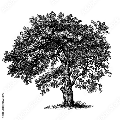 Vintage Engraved Apple Tree Illustrations