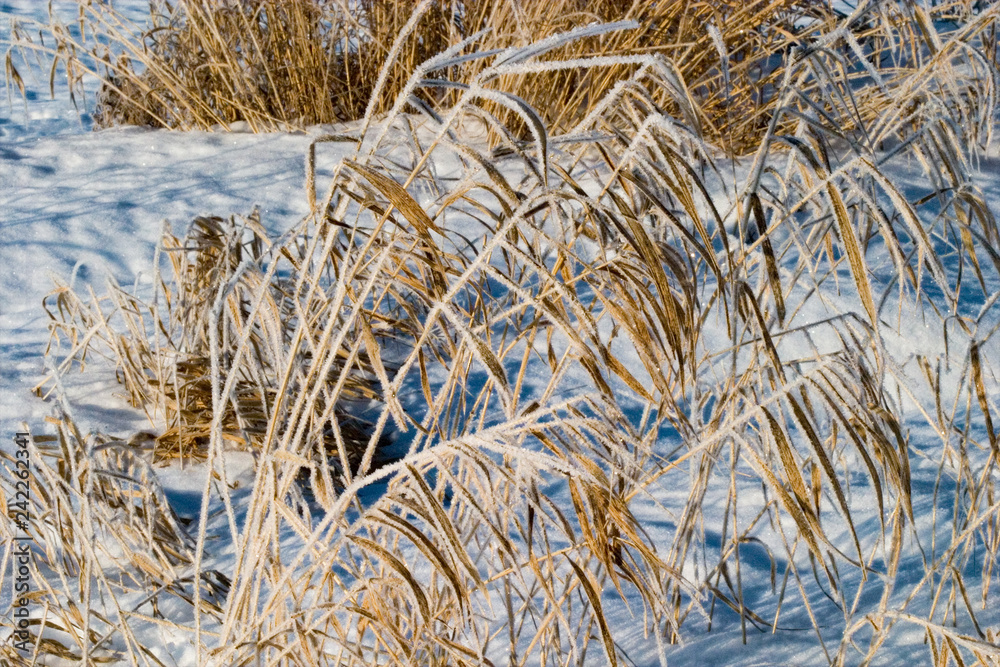 Fototapeta premium Winter forest snow 