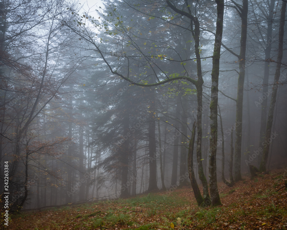 Three armed tree in dark mysterious foggy forest