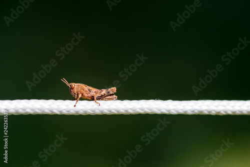 Close-up shot of a grasshopper over a white rope in a forest camping