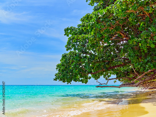 The branches of a tropical tree hang over the sea or ocean. Exotic paradise beach with golden sand and azure water. © happy_e