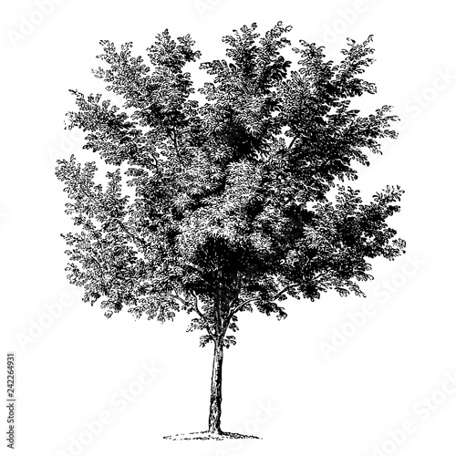 Peach Tree Illustrations