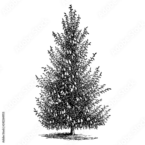 Pear Tree Illustrations