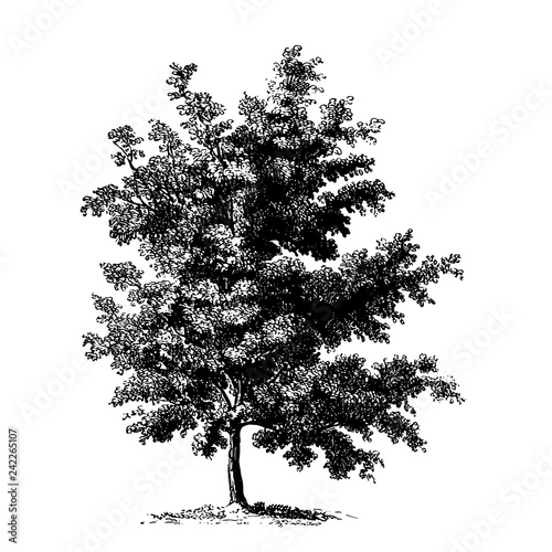 Black Cherry Tree Illustrations
