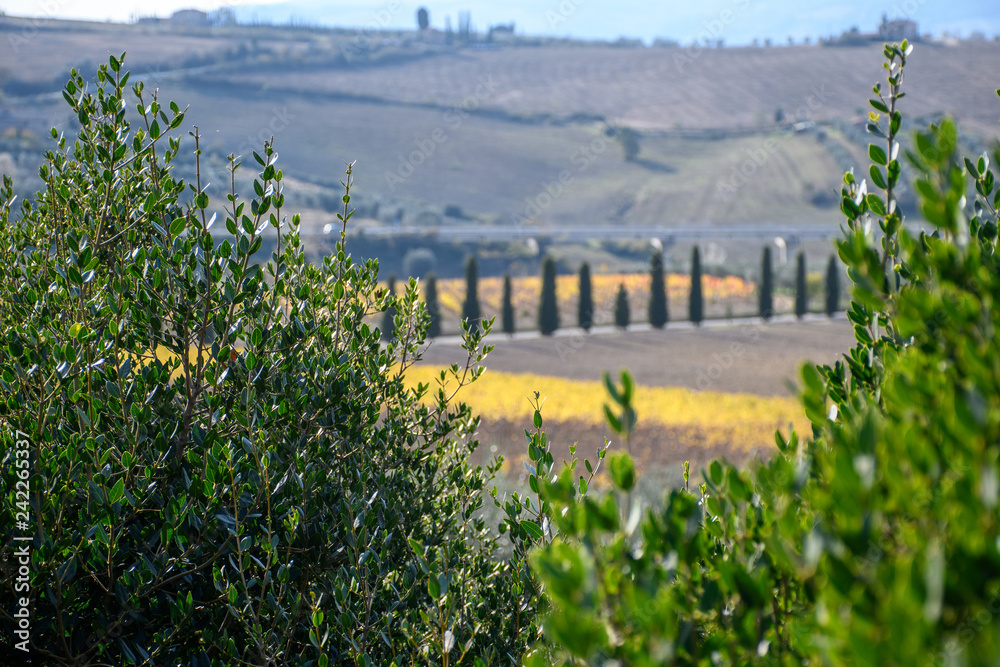 Fototapeta premium Campagne Toscane