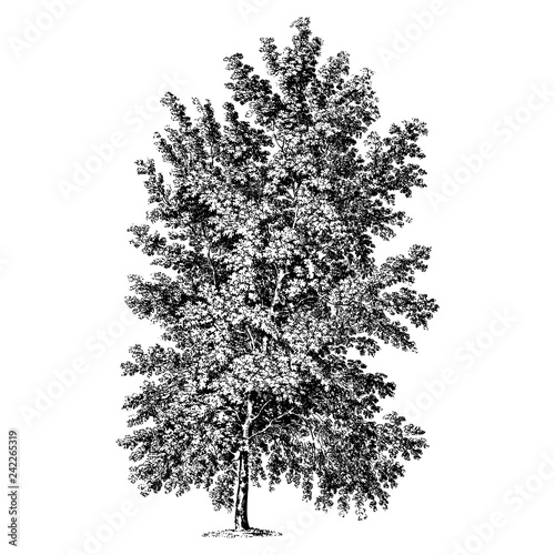 Ash Leaved Maple Tree Illustrations