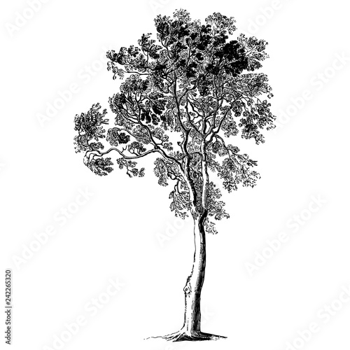 Ash Tree Illustrations