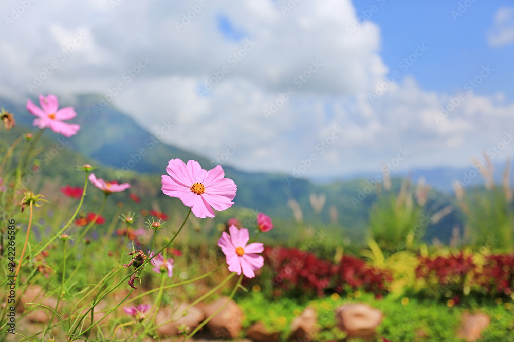 Cosmos flowers in meadow field background and mountain landscape.