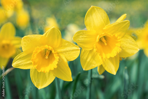Fototapeta Naklejka Na Ścianę i Meble -  Yellow daffodils bloom in spring in the garden