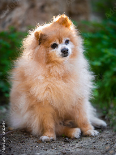 Pomeranian dog on a walk. Dog outdoor. Beautiful dog