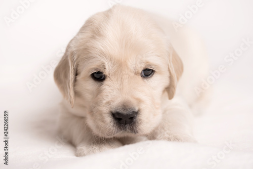 Golden Retriever dog on a white background © SasaStock