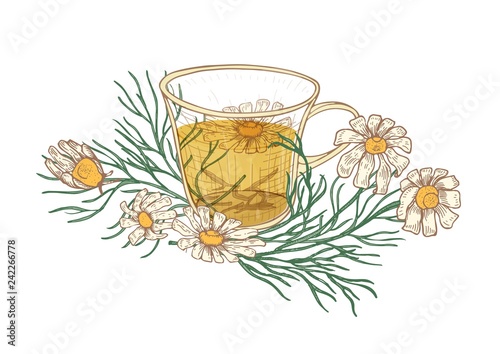 Realistic drawing of cup of tea, chamomile flowers and leaves isolated on white background