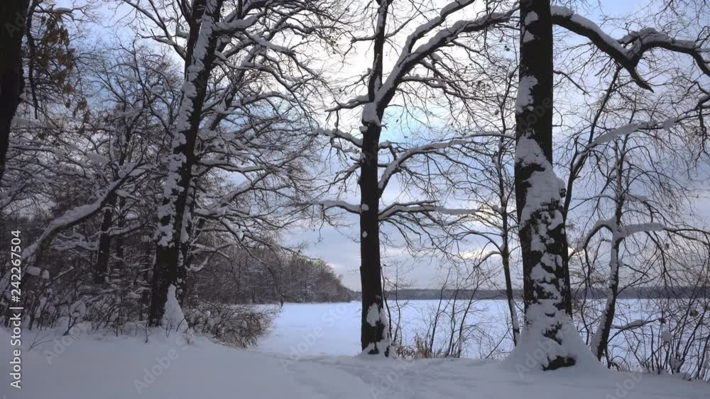 View of the winter forest and frozen lake covered with snow, dolly shot View of the winter forest and frozen lake covered with snow, dolly shot