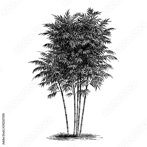 Vintage Engraved Bamboo Tree Illustrations