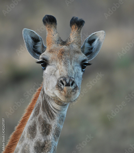 giraffe portrait
