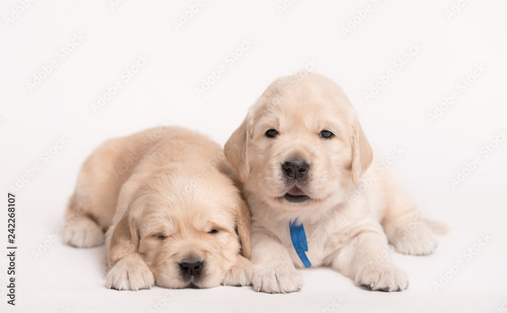 Golden Retriever dog on a white background