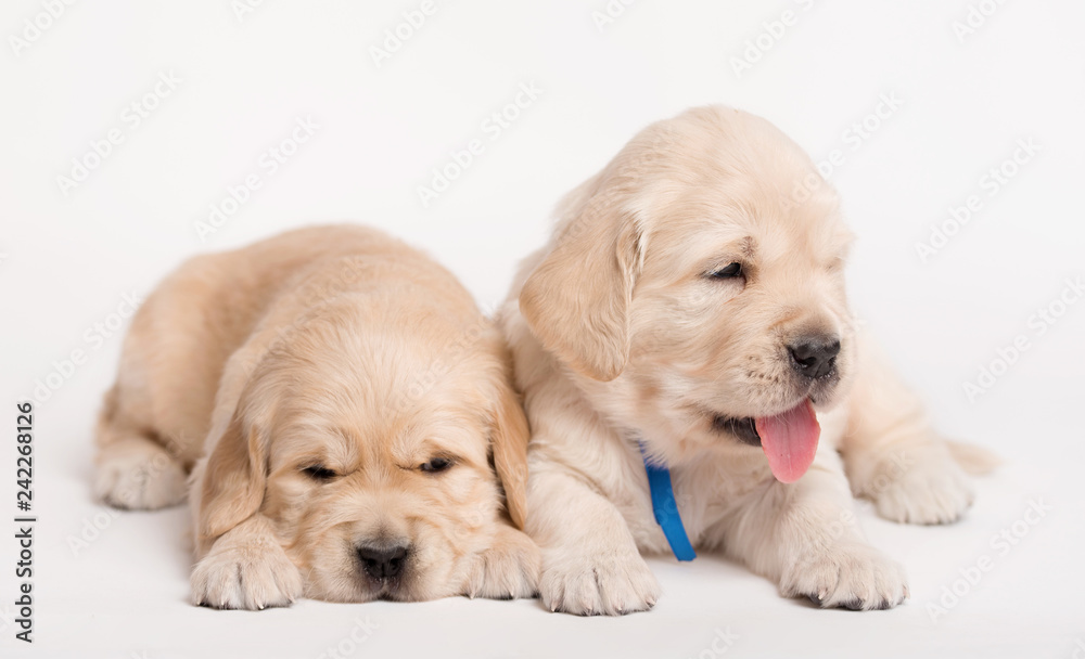 Golden Retriever dog on a white background Golden Retriever dog on a white background