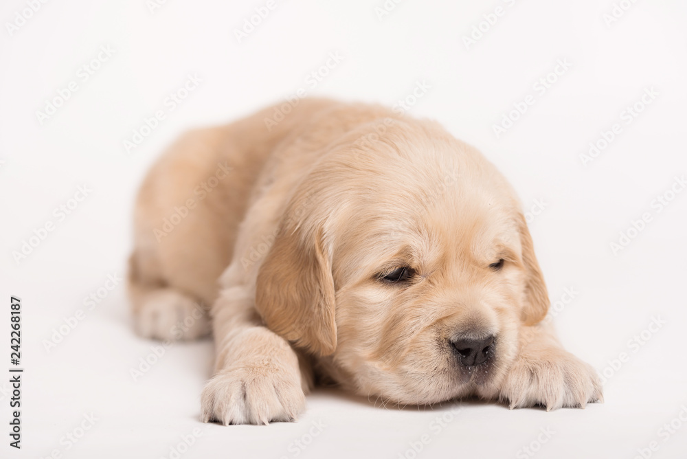 Golden Retriever dog on a white background