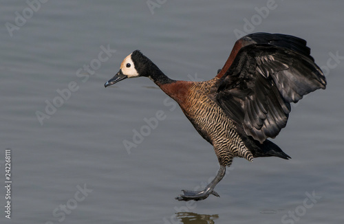 White-faced whistling duck