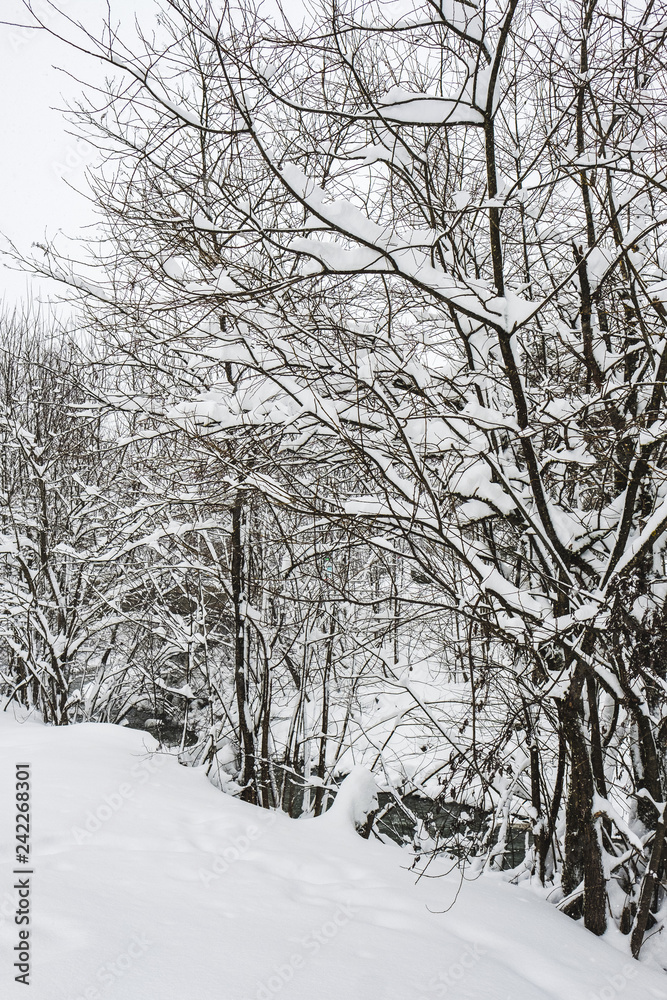 Schneebedeckte Bäume in Winterlandschaft Schneebedeckte Bäume in Winterlandschaft