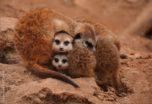 Meerkat