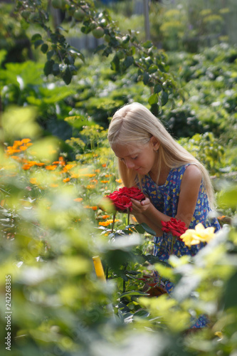Portrait of a long haired litter girl in flowers. Summer flowers. Summertime moments. Red roses and a little blond girl in blue dress. Littel girl sniffing roses.