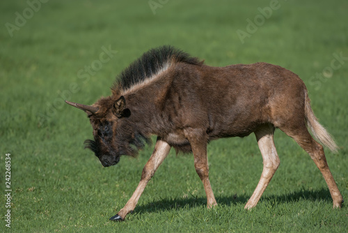Young Wildebeest