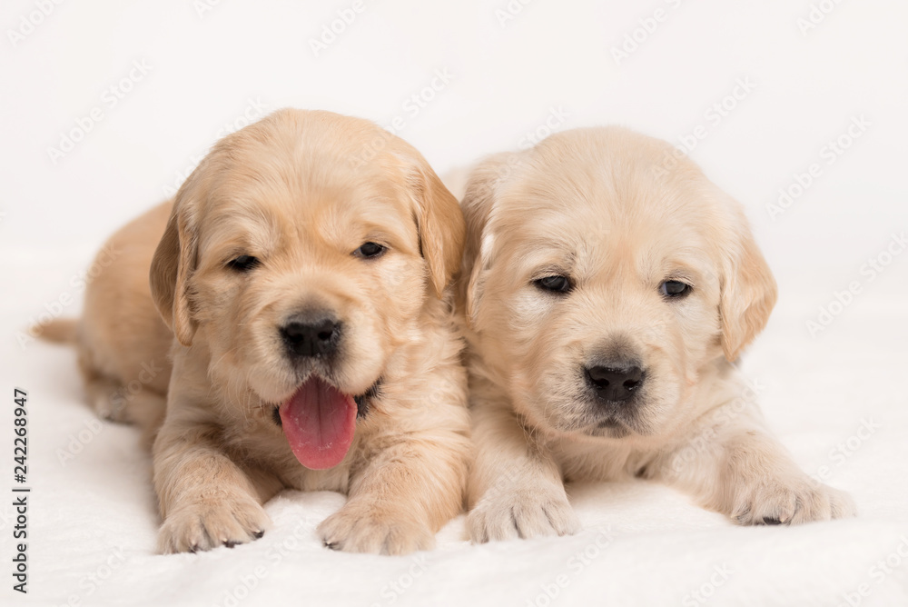 Golden Retriever dog on a white background Golden Retriever dog on a white background