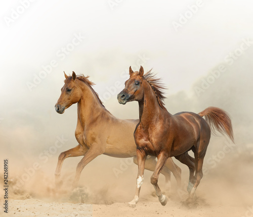 Fototapeta Naklejka Na Ścianę i Meble -  Two chestnut horses