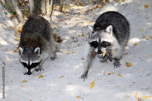 Raccoons on the beach