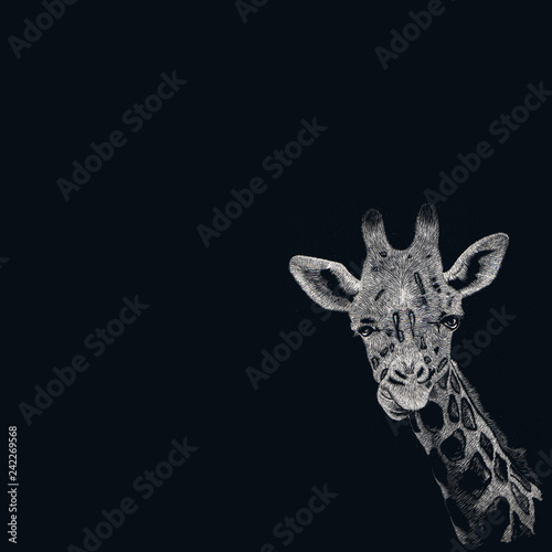 Illustrazione manuale di una giraffa con la tecnica dello scratchboard, tratto bianco su sfondo nero
