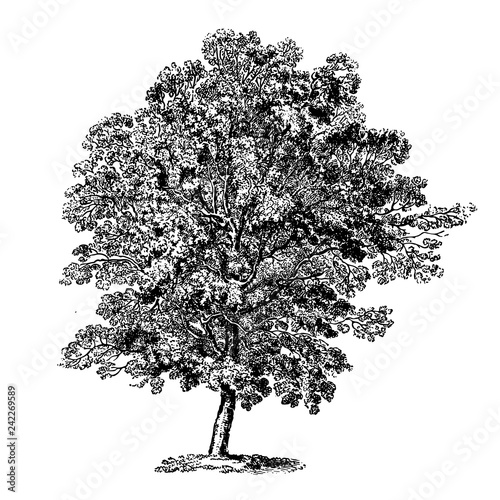 Hornbeam Tree Illustrations