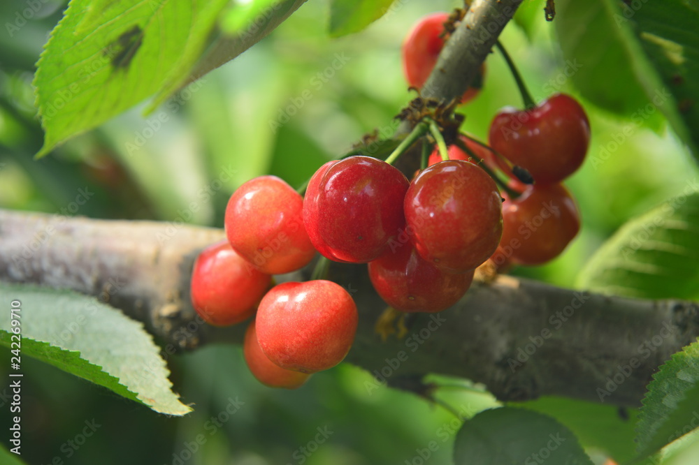The ripe cherries are on the tree The ripe cherries are on the tree