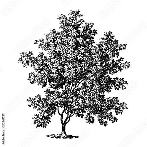 Magnolia Tree Illustrations