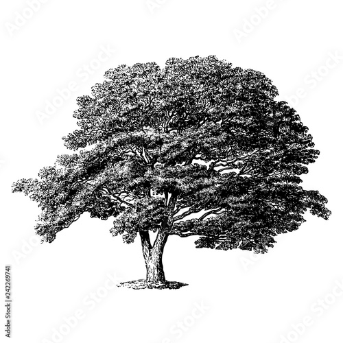 Japan Sophora Tree Illustrations