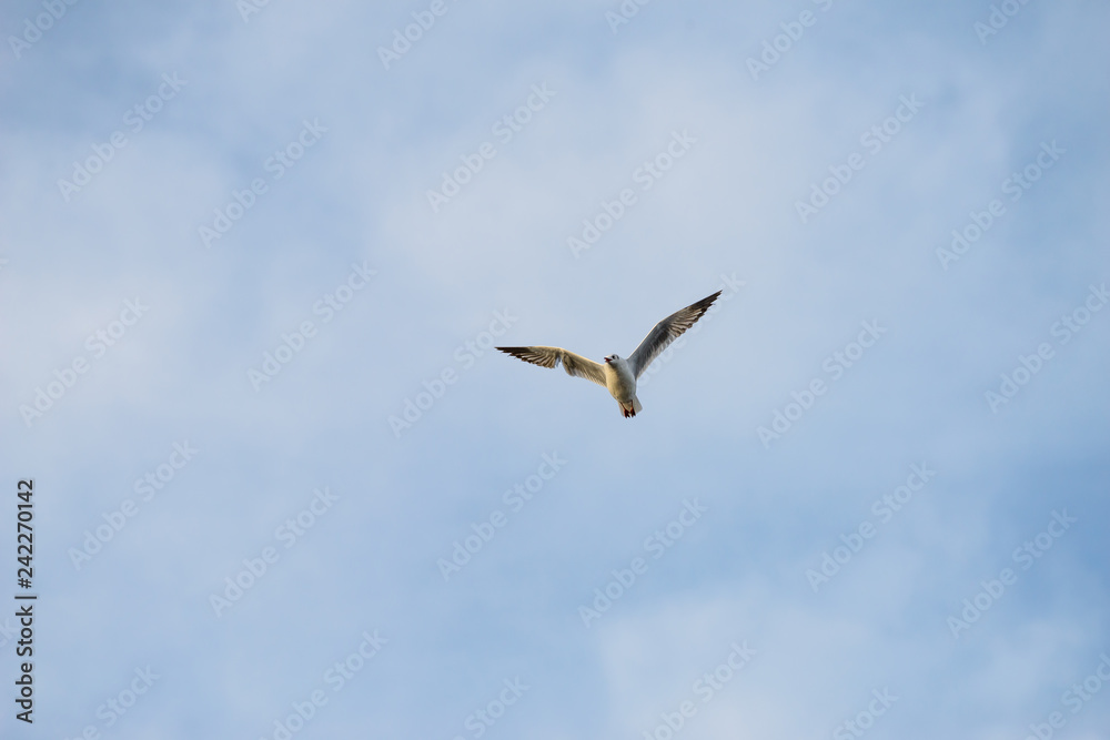Seagulls at bangpu recreation center samut prakan thailand Seagulls at bangpu recreation center samut prakan thailand