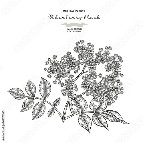 Elderflower branch isolated on white background. Hand drawn elder or sambucus with flowers and leaves. Vector illustration engraved.