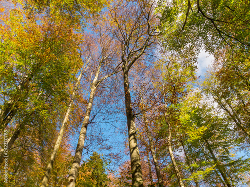 Herbstwald vor blauem Himmel