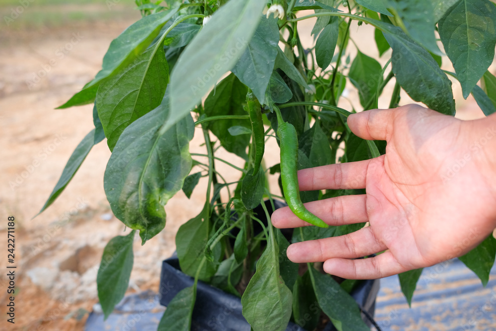 Man hold chili tree in farm with modern system use poly bag , poly pipe and fartigation system. Man hold chili tree in farm with modern system use poly bag , poly pipe and fartigation system.